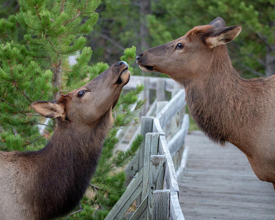 Kissing Elks - 2 Photograph by Alex Mironyuk