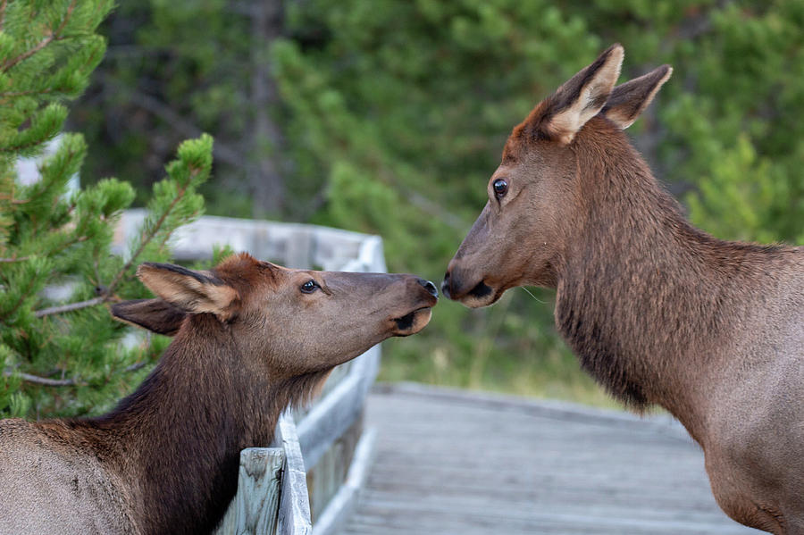 Kissing Elks Photograph by Alex Mironyuk