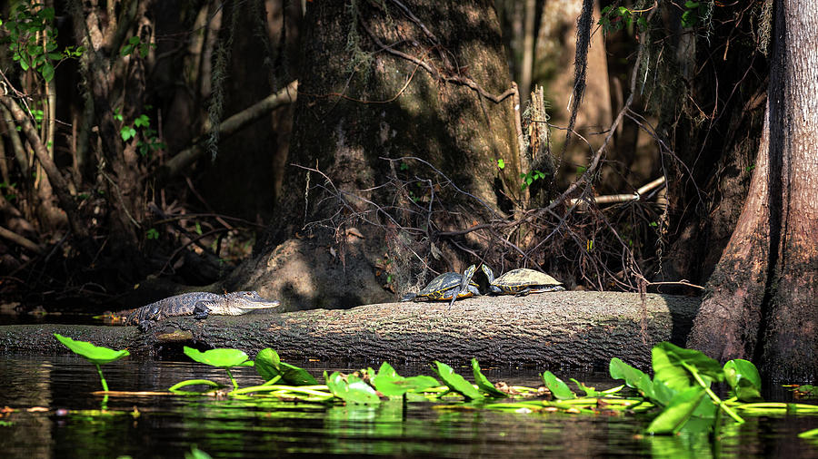 Kissing Turtles and an Alligator Photograph by Alex Mironyuk