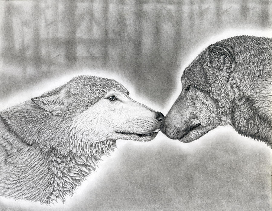 Kissing Wolves Drawing by J D Widener | Fine Art America