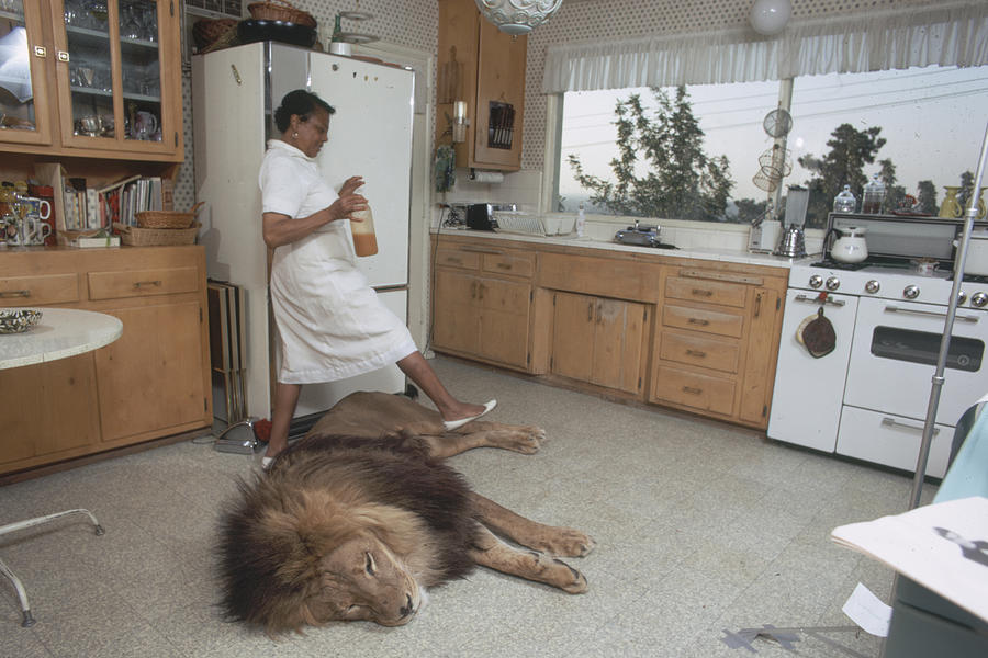 Kitchen Lion Photograph by Michael Rougier