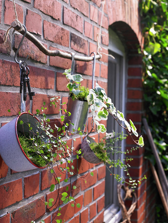 Kitchen Utensils Holding Plants Hung From Branch On Outside House Wall Photograph by Viktor Wedel