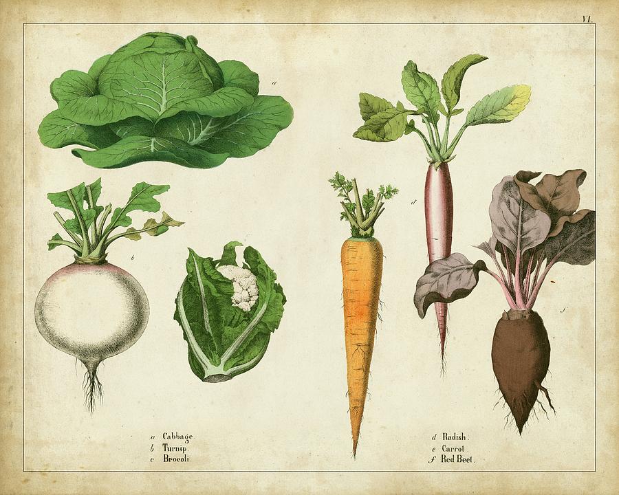 Kitchen Vegetables & Roots I Painting by Unknown