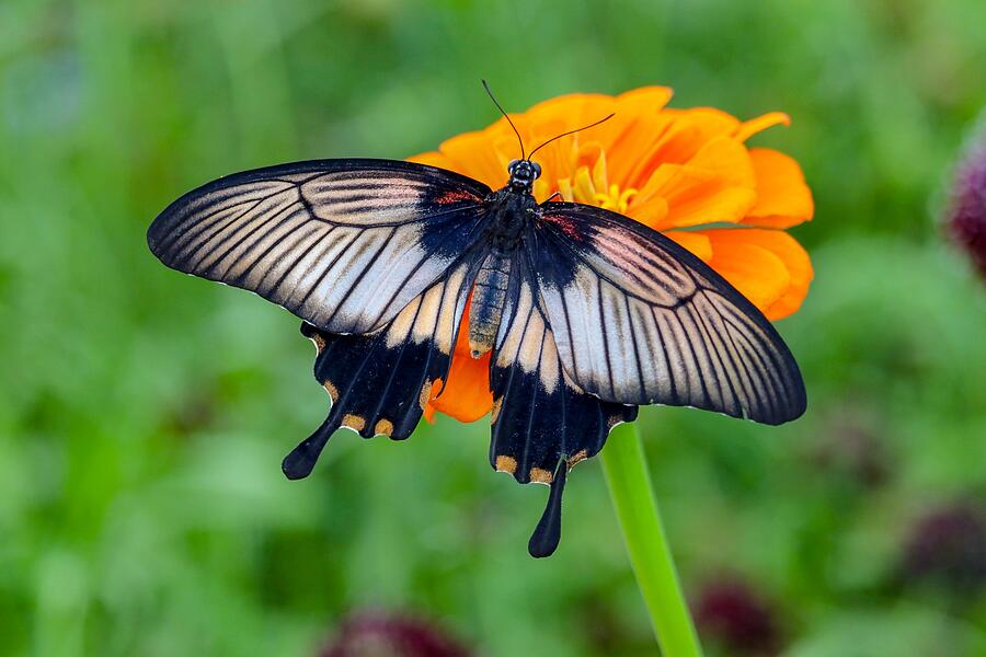 Kite Swallowtail  Photograph by Susan Rydberg