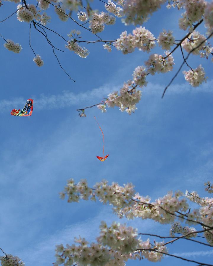 Kites Photograph by Laura Padgett