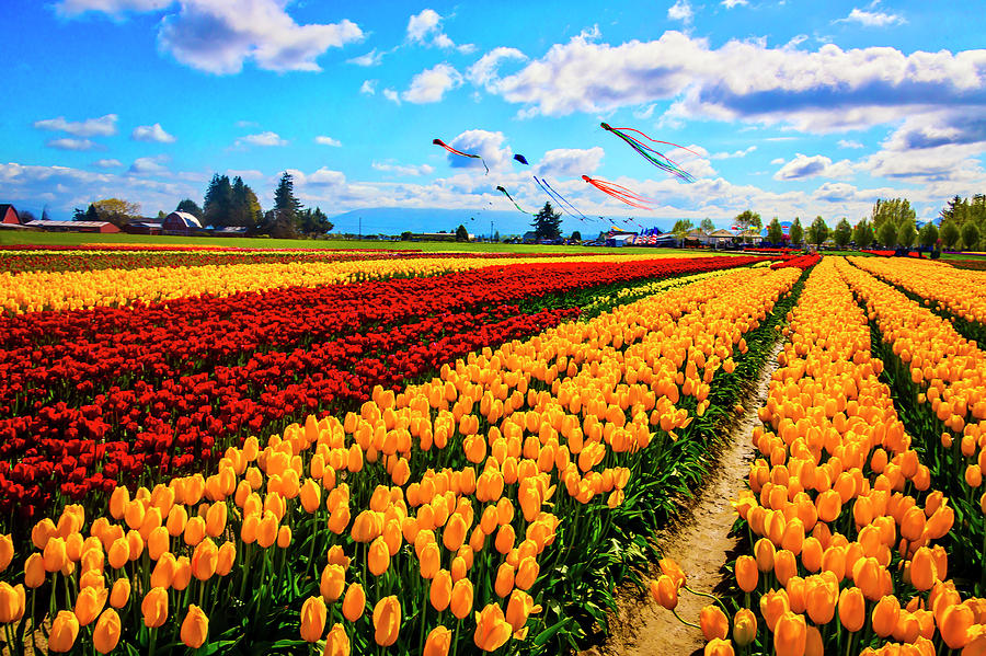 Kites Over Tulip Field Photograph by Garry Gay