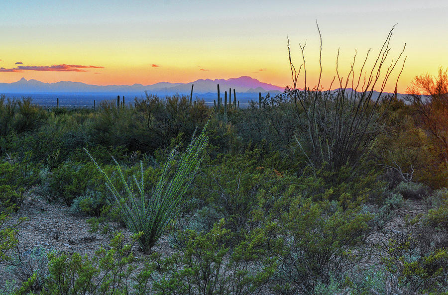 Kitt Peak and Sonoran Desert Photograph by Chance Kafka