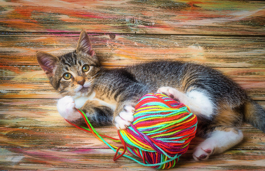 Kitten And Ball Of Yarn Photograph by Garry Gay
