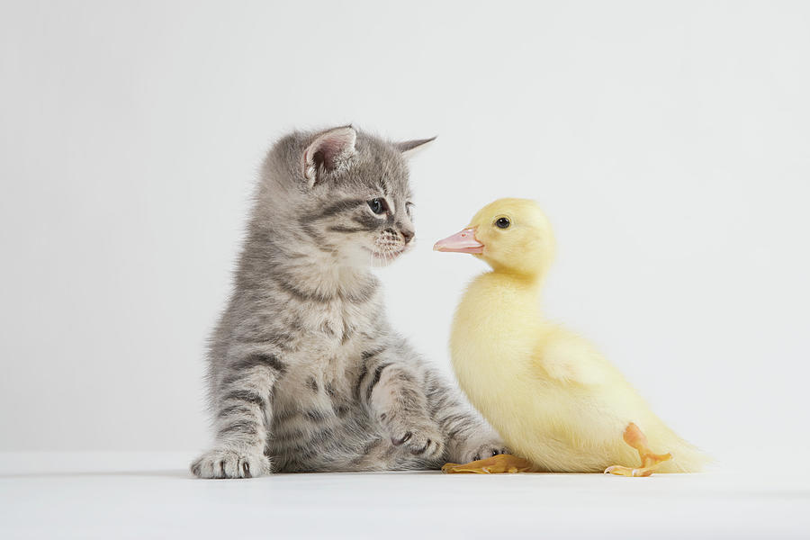 Animal Digital Art - Kitten And Duckling Face To Face, Studio Shot by 