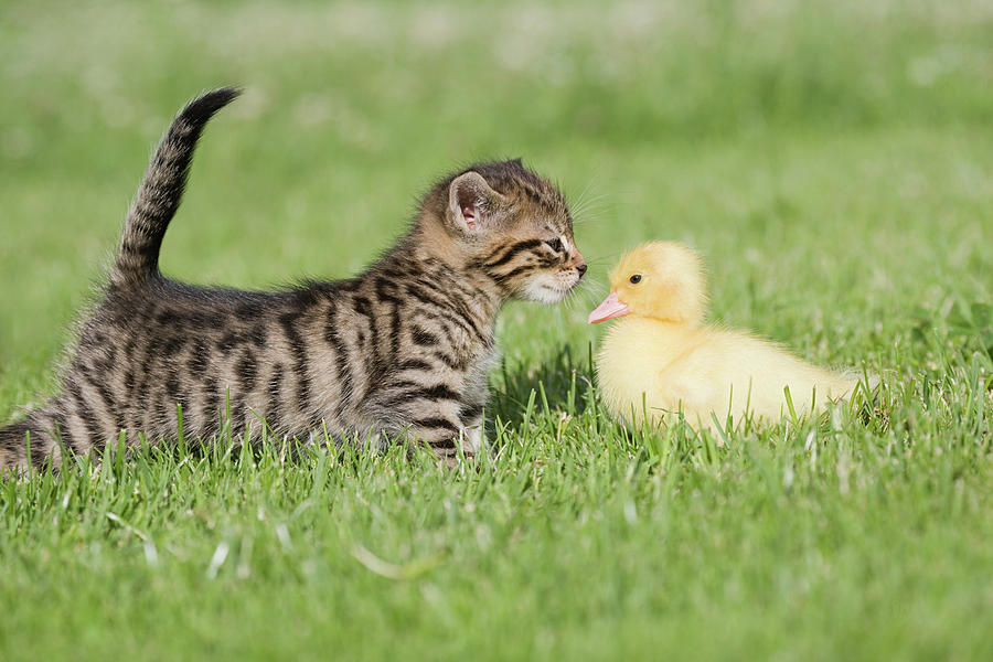 Animal Digital Art - Kitten And Duckling On Grass by 