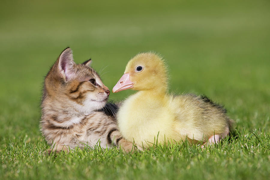 Goose Digital Art - Kitten And Gosling On Grass by 