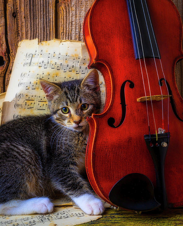 Kitten And Violin Photograph by Garry Gay