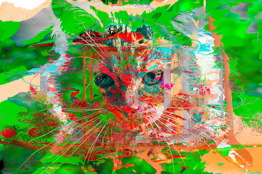 Kitten Collage Abstract Photograph by Don Northup