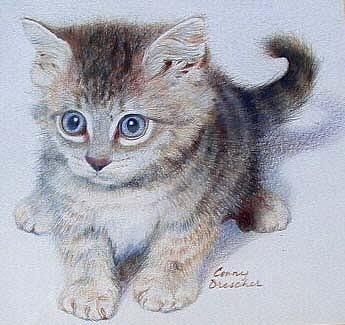 Kitten Drawing by Constance DRESCHER