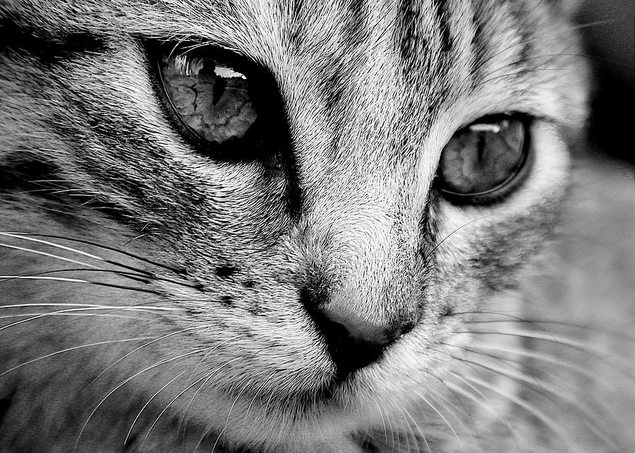 Kitten Face In Black And White Photograph