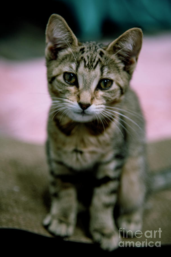 Kitten Photograph by FineArtRoyal Joshua Mimbs