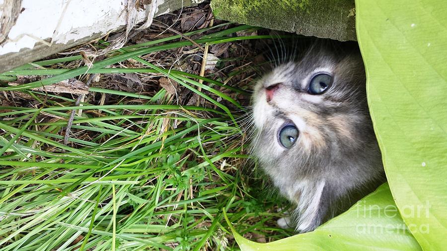 Peek a Blue Kitten Photograph by GJ Glorijean