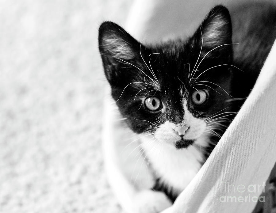 Kitten in a Basket by Pam Holdsworth Kitten in a Basket by Pam Holdsworth