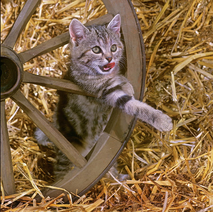 Kitten In Barn Digital Art by Robert Maier