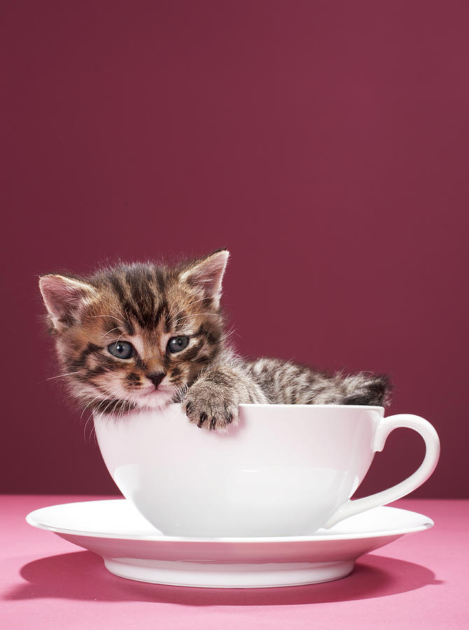 Kitten In Cup And Saucer Photograph by Martin Poole