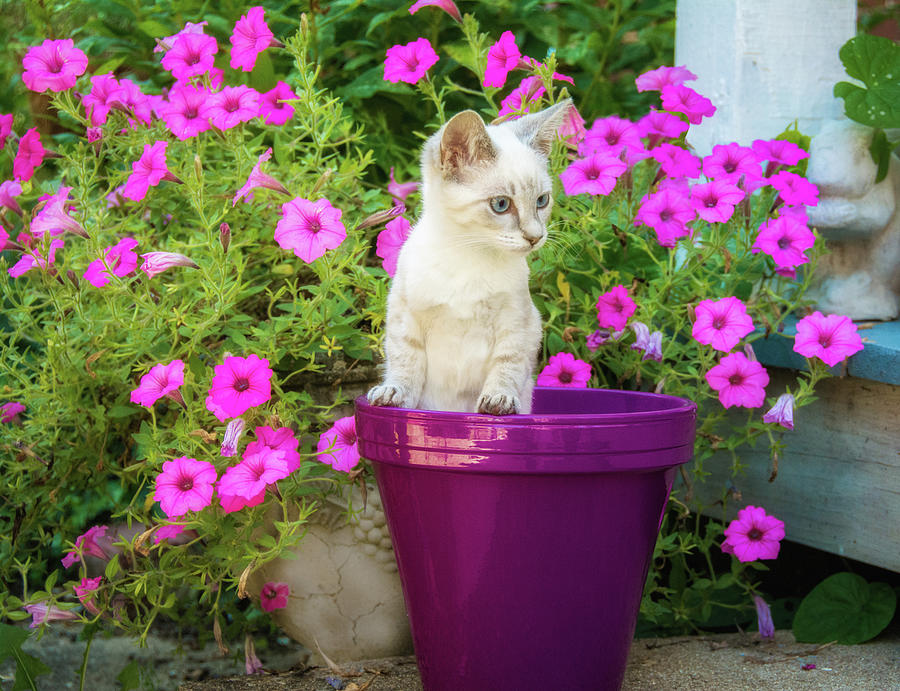 Kitten in flower pot Photograph by Susie Blauser | Fine Art America