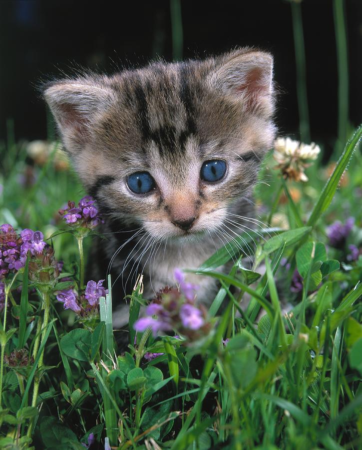 Kitten In Garden Digital Art by Robert Maier