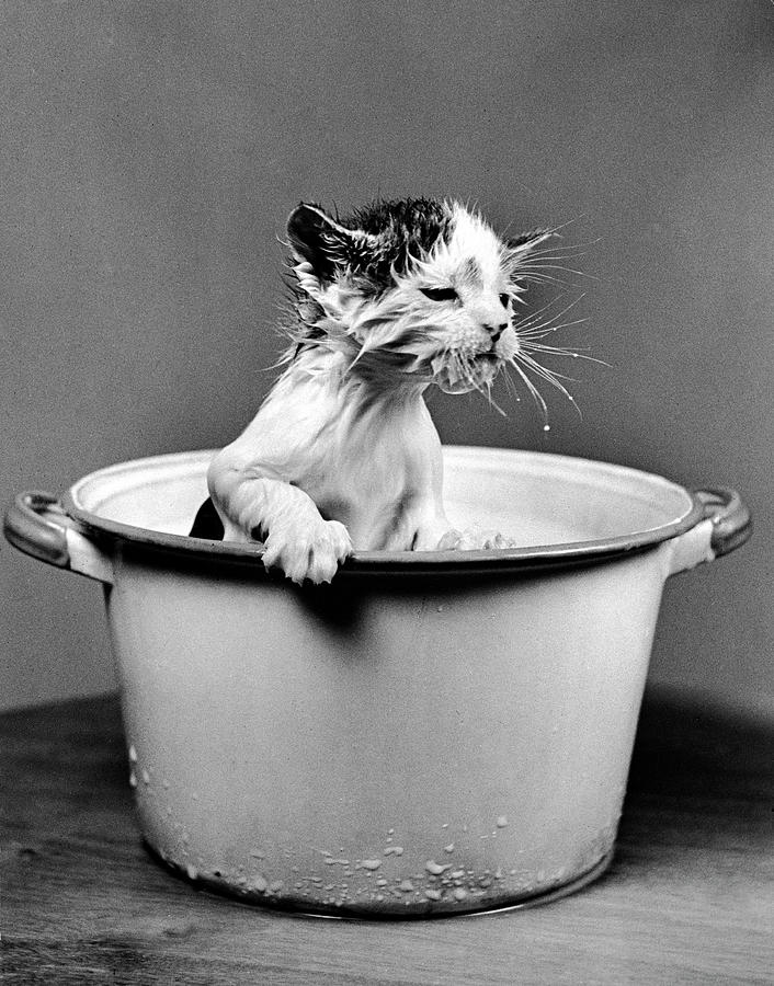 Kitten in Milk Photograph by Nina Leen