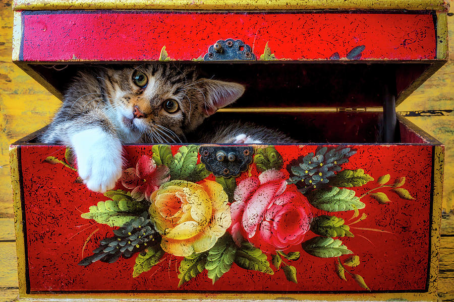 Kitten In Red Wooden Box Photograph by Garry Gay