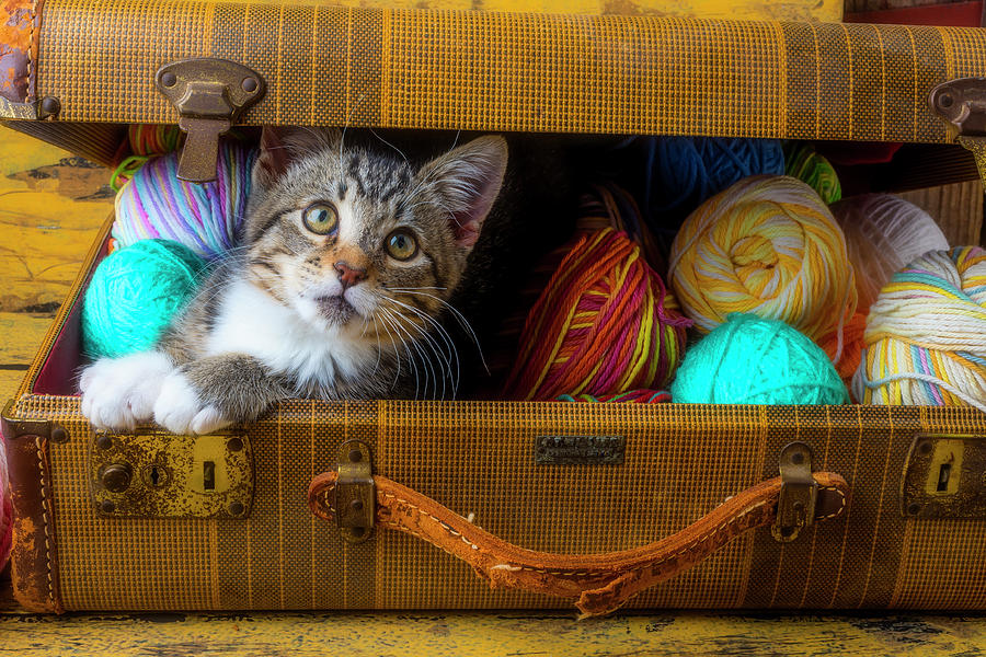 Kitten In Suitcase Full Of Yarn Photograph by Garry Gay