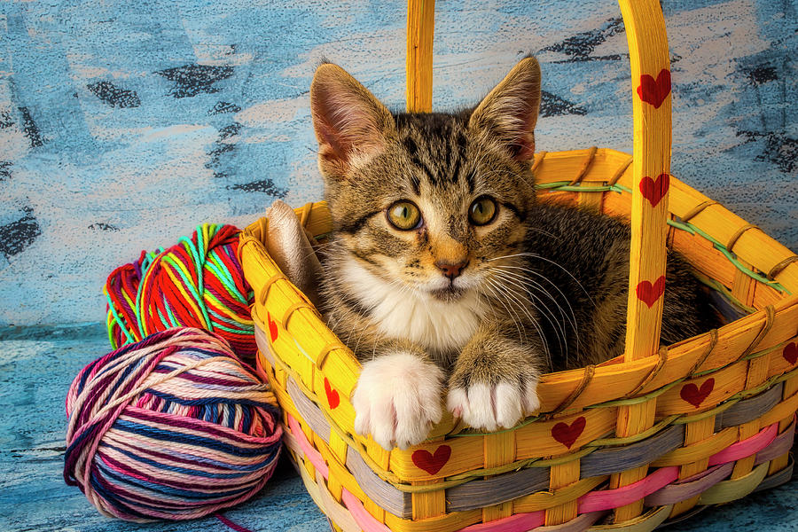 Kitten In Yellow Basket With Yarn Photograph by Garry Gay