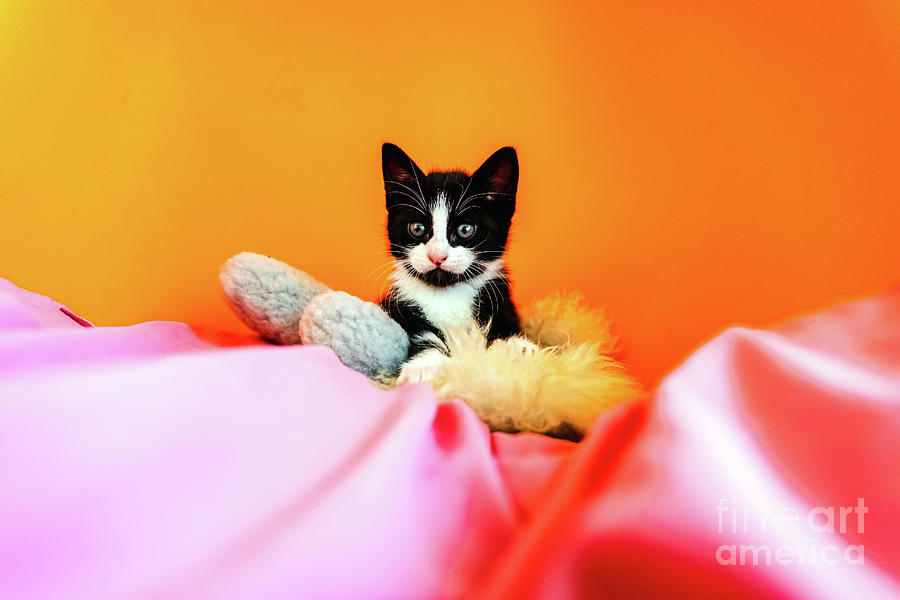 Kitten isolating on orange background staring at camera. Photograph by Joaquin Corbalan
