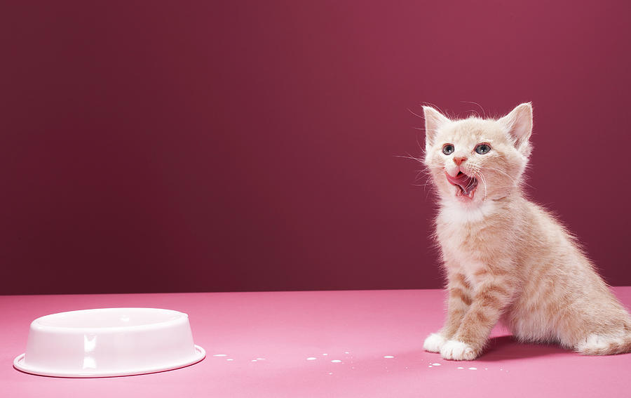Kitten Licking Lips After Drinking Milk Photograph by Martin Poole