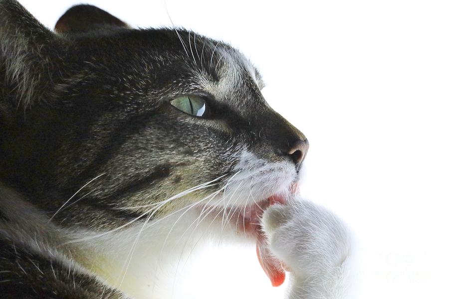 Kitten licking paw Photograph by Douglas Sacha - Fine Art America