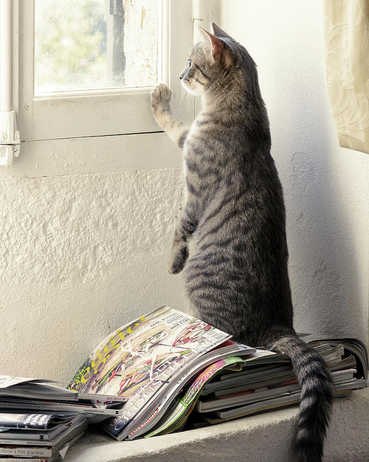 Kitten Looking Out Of Window, France. Photograph by Niall Benvie / Naturepl.com Kitten Looking Out Of Window, France. Photograph by Niall Benvie / Naturepl.com