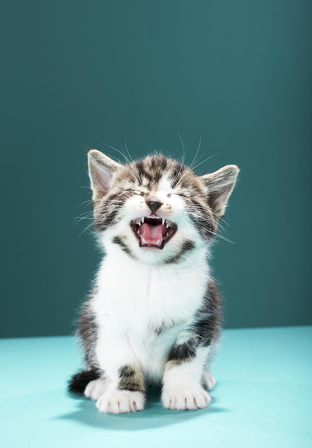 Kitten Meowing Photograph by Martin Poole