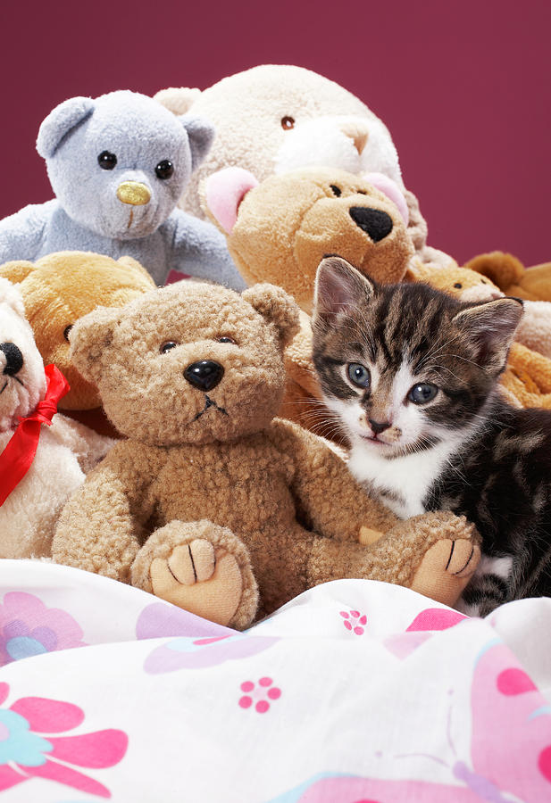 Kitten Nestled Amongst Soft Toys Photograph by Martin Poole