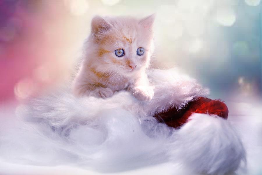 Kitten on a Christmas Hat Photograph by Ian Watts