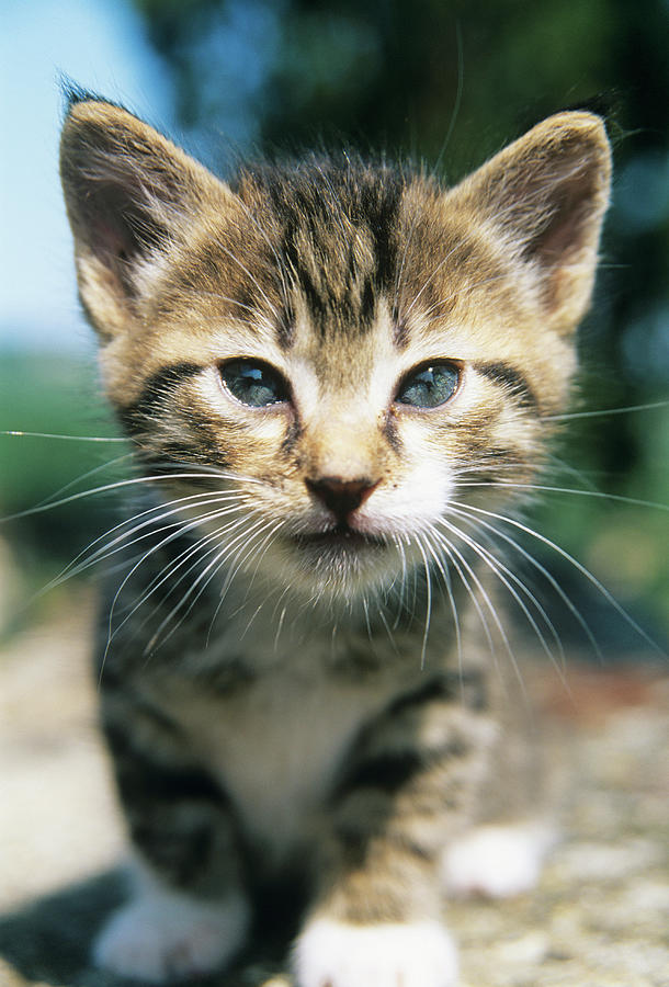 Kitten Outdoors, Close-up Photograph by Stefano Stefani