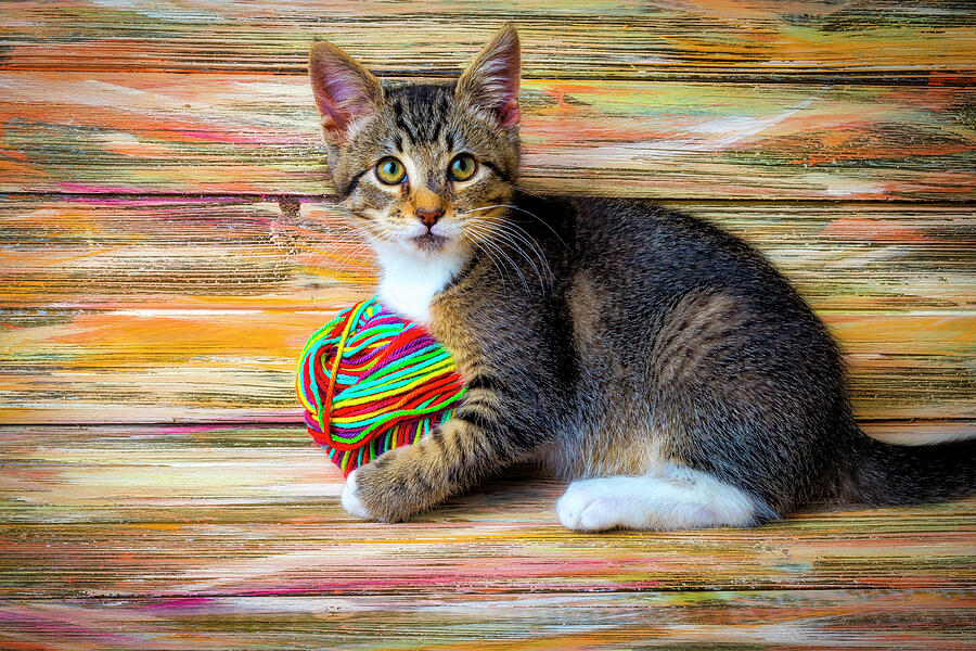 Cat Photograph - Kitten Playing With Yarn by Garry Gay
