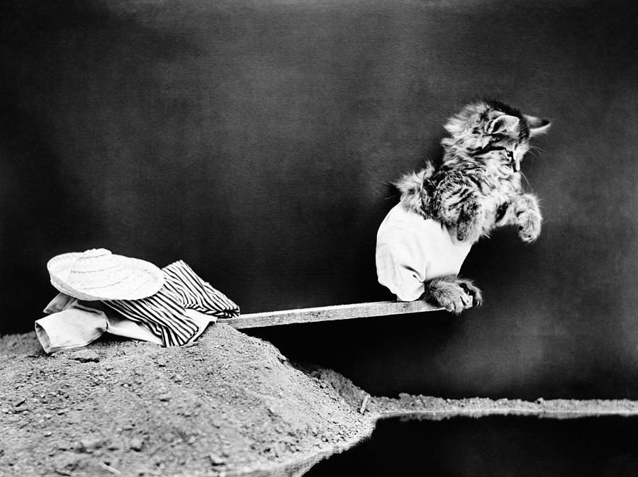 Kitten Preparing To Dive - Harry Whittier Frees Photograph by War Is Hell Store