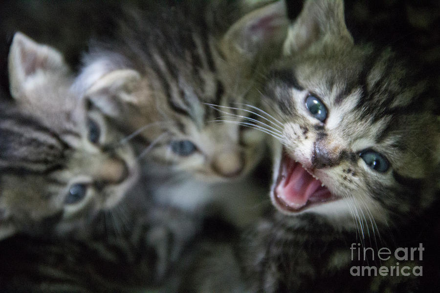 Kitten Roar Photograph by Jeannette Hunt