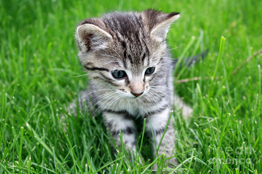 Cat Photograph - Kitten sitting in green grass by Gregory DUBUS