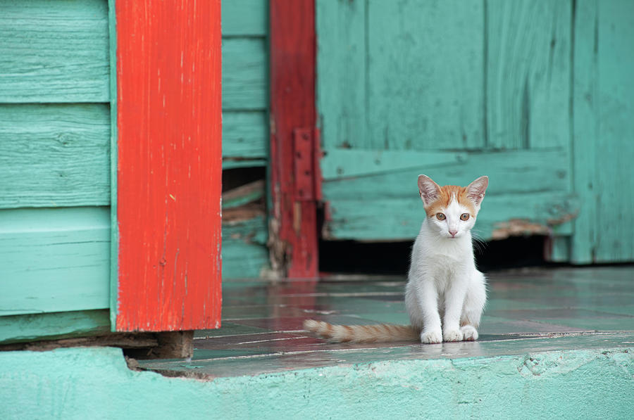 Kitten Sitting On The Porch Of A Photograph by Dallas Stribley