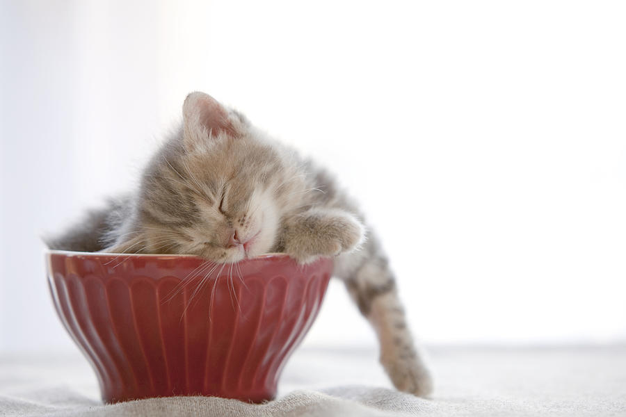 Kitten Sleeping In Bowl Photograph by C.o.t/a.collectionrf