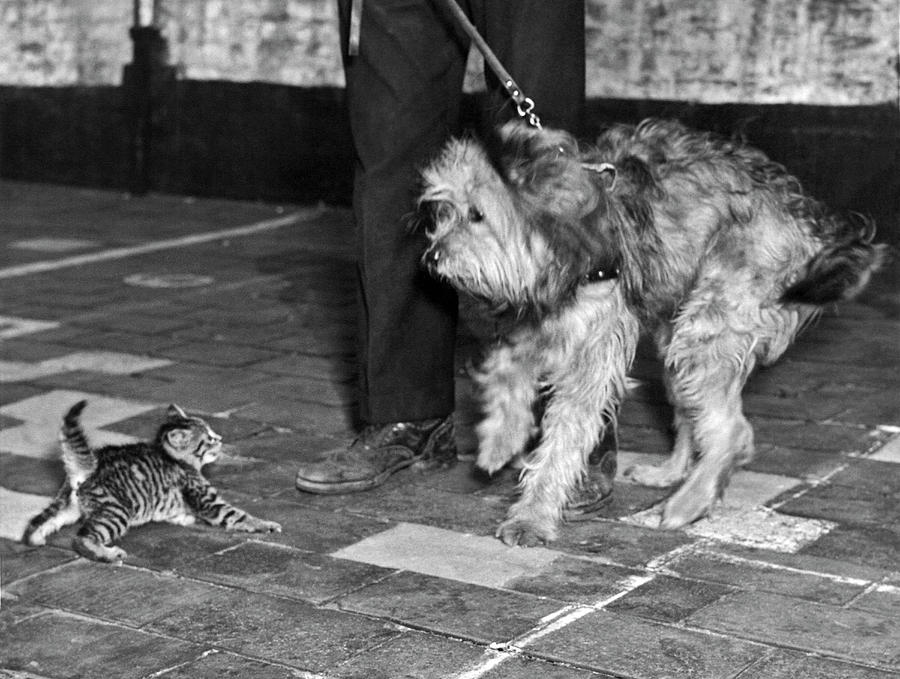 Kitten Versus Dog Photograph by Underwood Archives