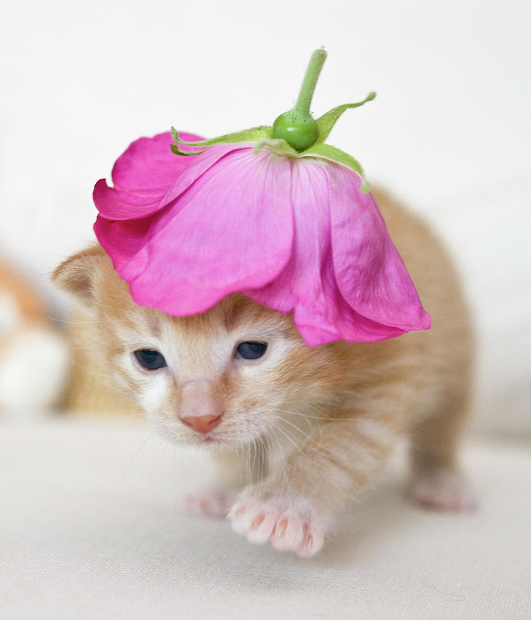 Kitten Walking With Flower Hat Photograph by Sanna Pudas