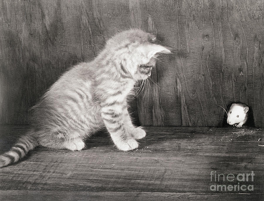 Kitten Watching A Mouse Photograph by Bettmann