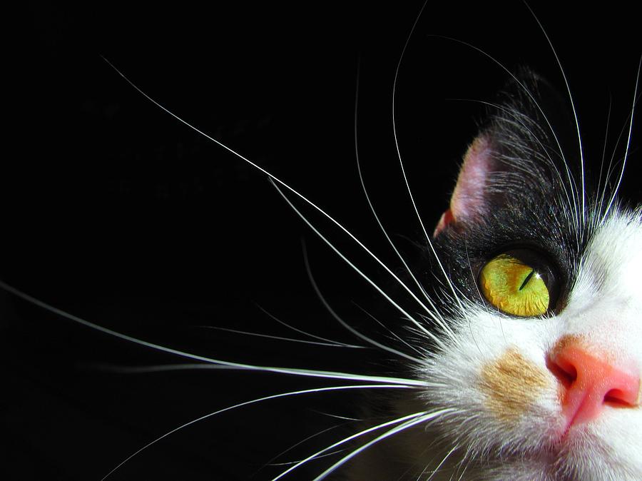 Kitten Whiskers On Black Photograph by Wee3beasties