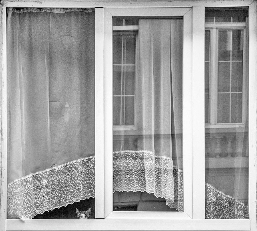 Belgium Photograph - Kitten Window by Susanne Stoop
