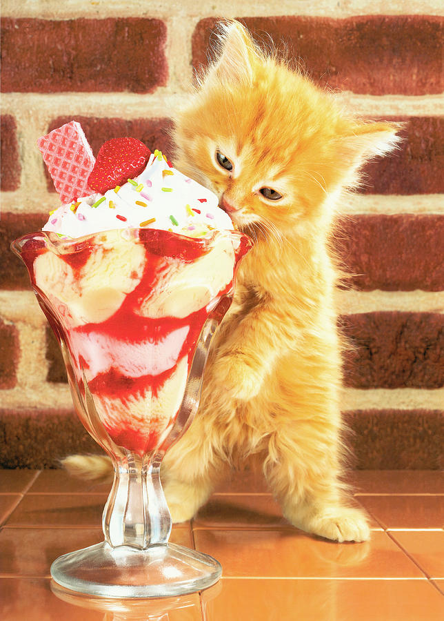 Ice Cream Drawing - Kitten with sundae by CSA Images